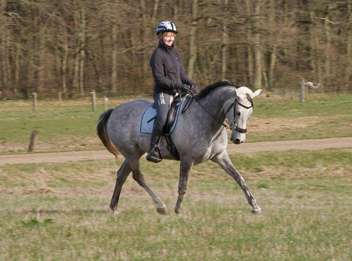 Arabisk fuldblod (OX) Filou (himmelhest) <3 - Dressur på marken. billede 12