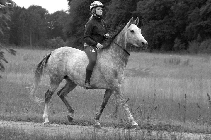 Arabisk fuldblod (OX) Filou (himmelhest) <3 - Uden udstyr. billede 13