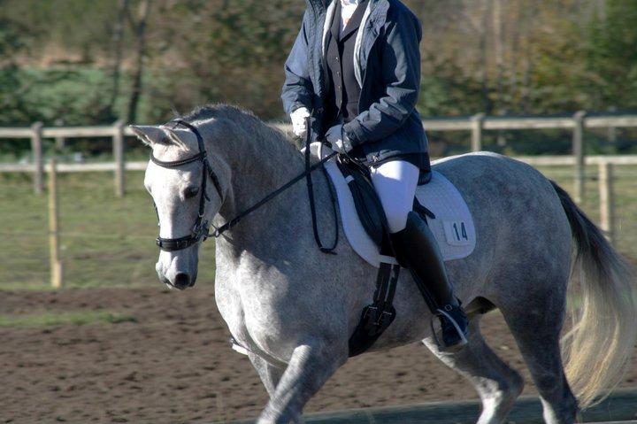 Arabisk fuldblod (OX) Filou (himmelhest) <3 - Til stævne i Ladelund. billede 14