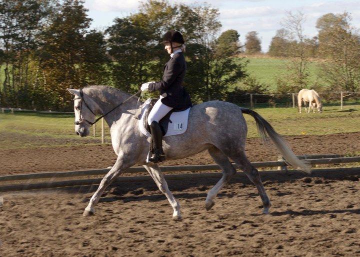 Arabisk fuldblod (OX) Filou (himmelhest) <3 - Til stævne i Ladelund. billede 15