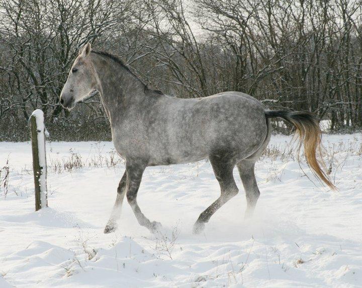 Arabisk fuldblod (OX) Filou (himmelhest) <3 billede 17