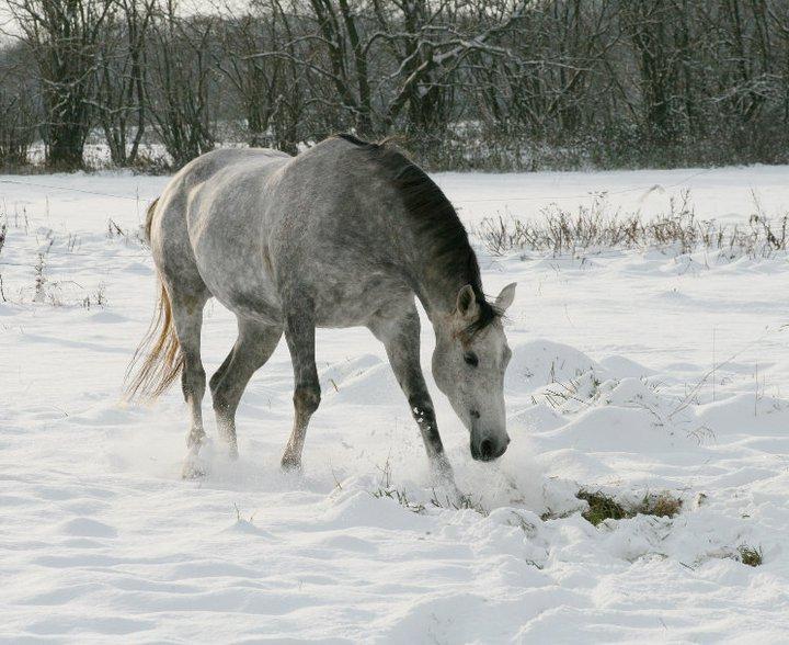 Arabisk fuldblod (OX) Filou (himmelhest) <3 billede 18