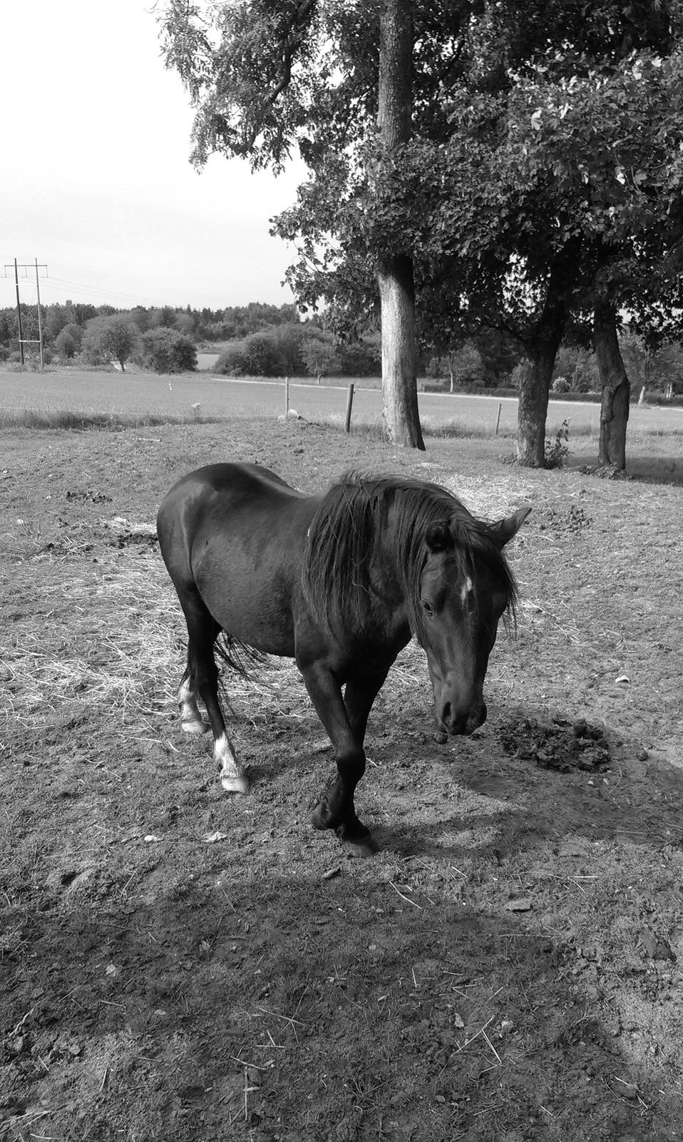 Welsh Mountain (sec A) Piccasso billede 2