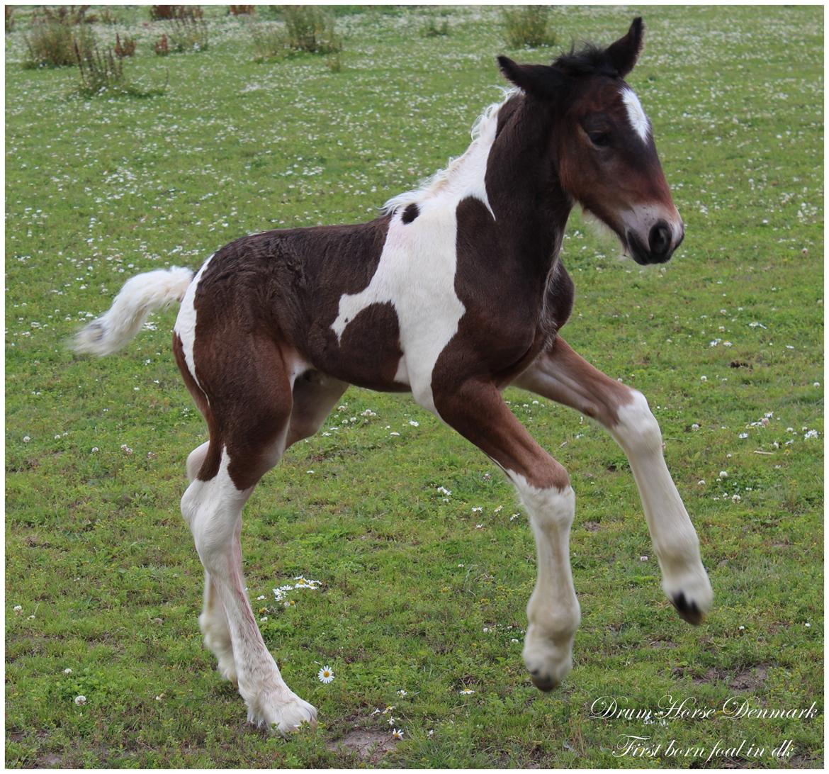 Drumhorse King William Wings of Wulcan - Registeret i EU og billede 4