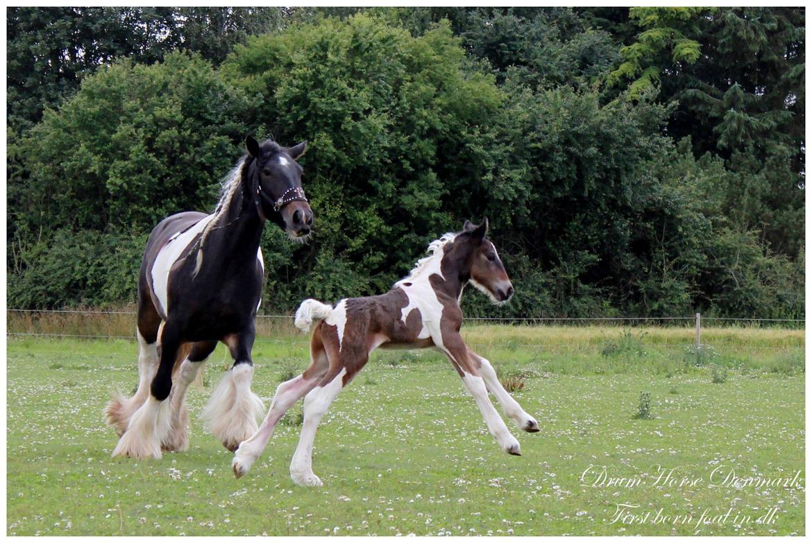 Drumhorse King William Wings of Wulcan - Registeret i EU og billede 6