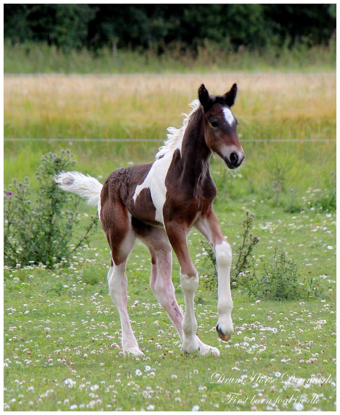 Drumhorse King William Wings of Wulcan - Registeret i EU og billede 7
