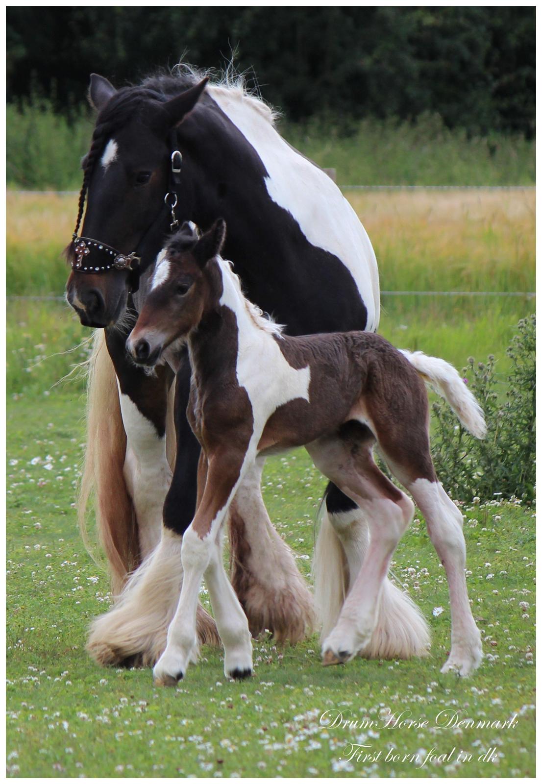 Drumhorse King William Wings of Wulcan - Registeret i EU og billede 9
