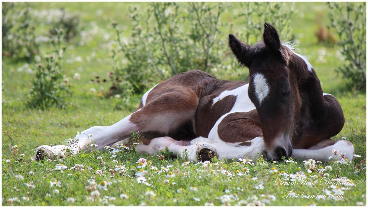 Drumhorse King William Wings of Wulcan - Registeret i EU og billede 11