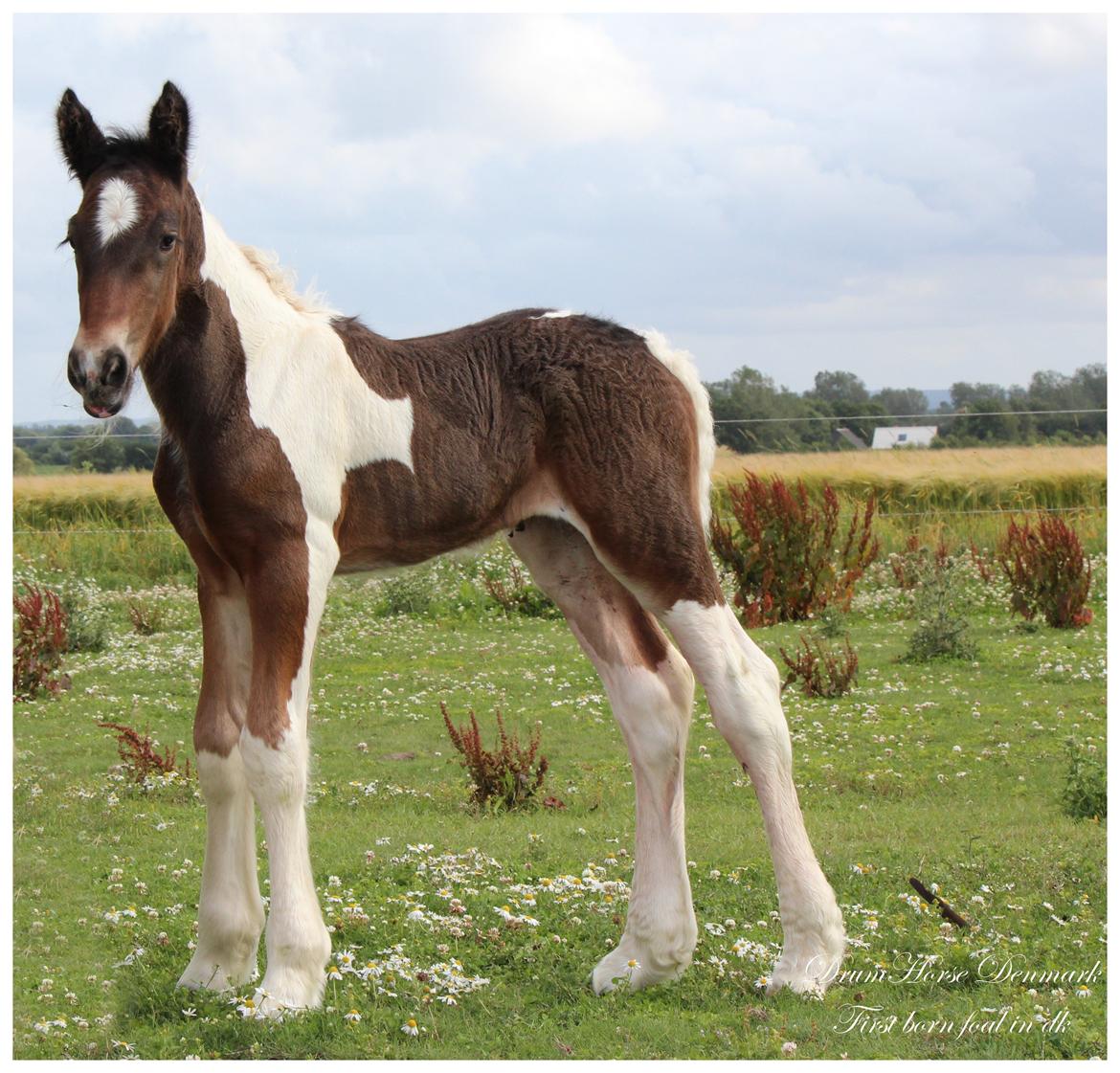 Drumhorse King William Wings of Wulcan - Registeret i EU og billede 14