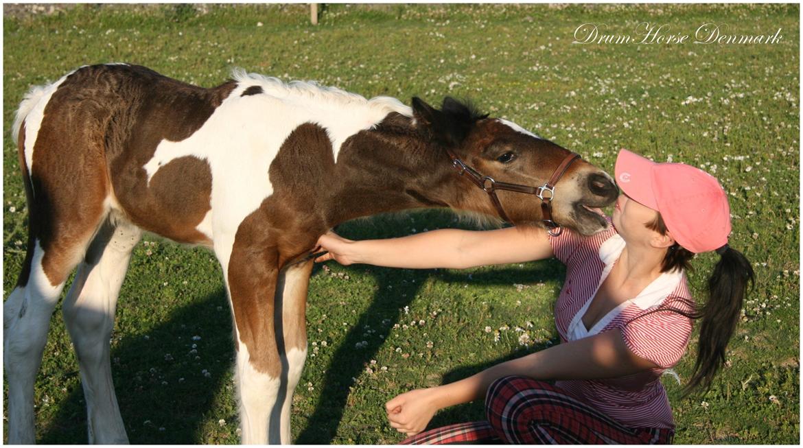 Drumhorse King William Wings of Wulcan - Registeret i EU og billede 16