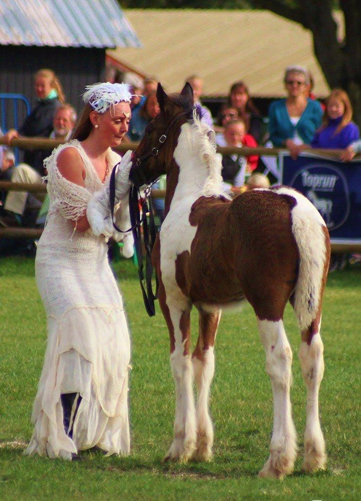 Drumhorse King William Wings of Wulcan - Registeret i EU og billede 20