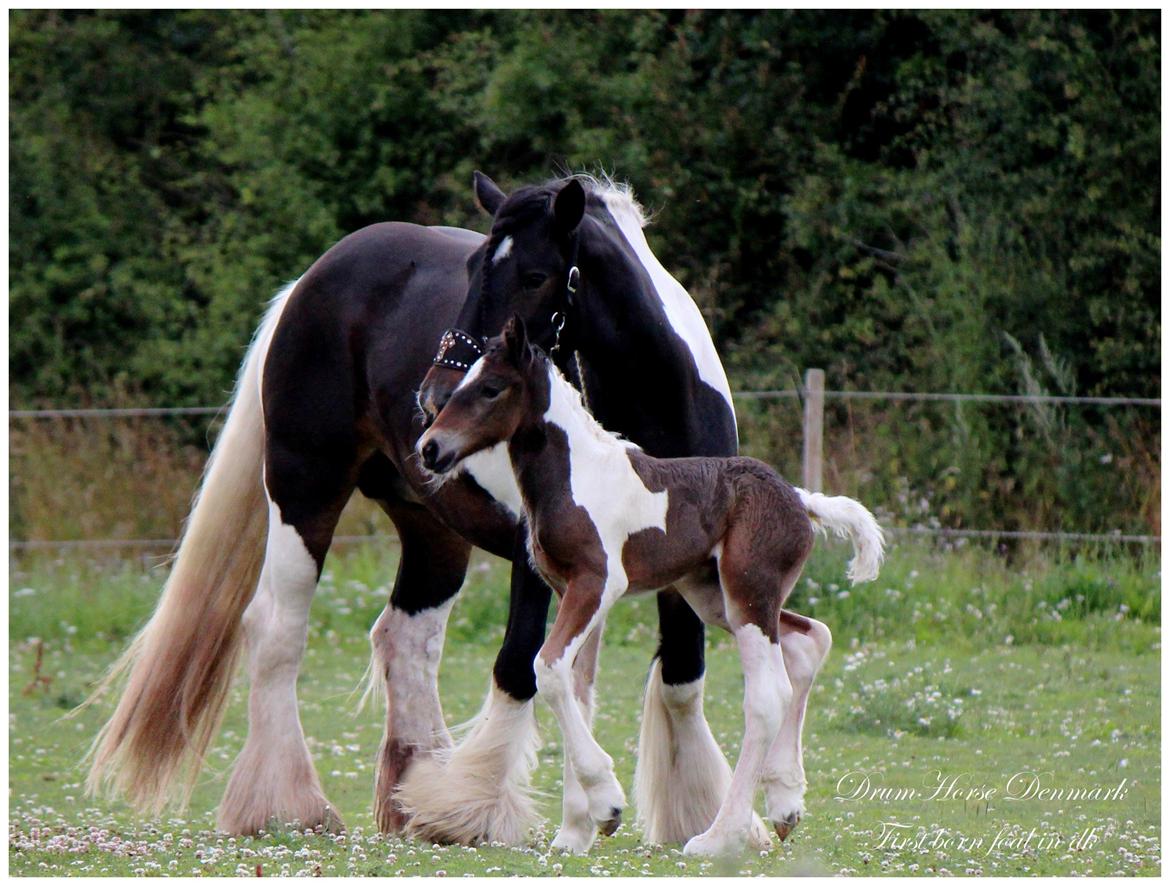 Drumhorse King William Wings of Wulcan - Registeret i EU og billede 25