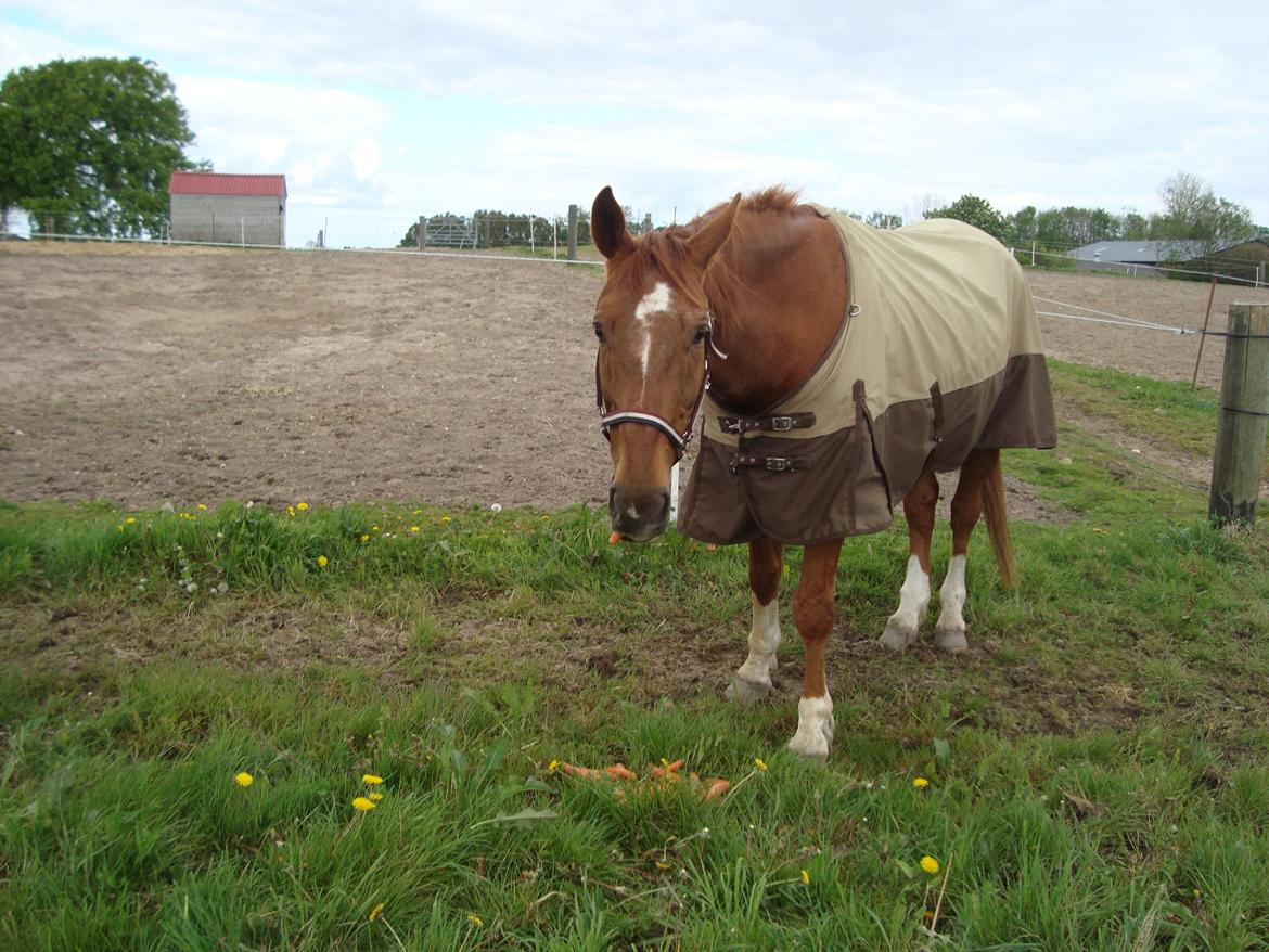 Dansk Varmblod Activ - Nyder en gulerod i sit efterårs dress. <3 billede 15