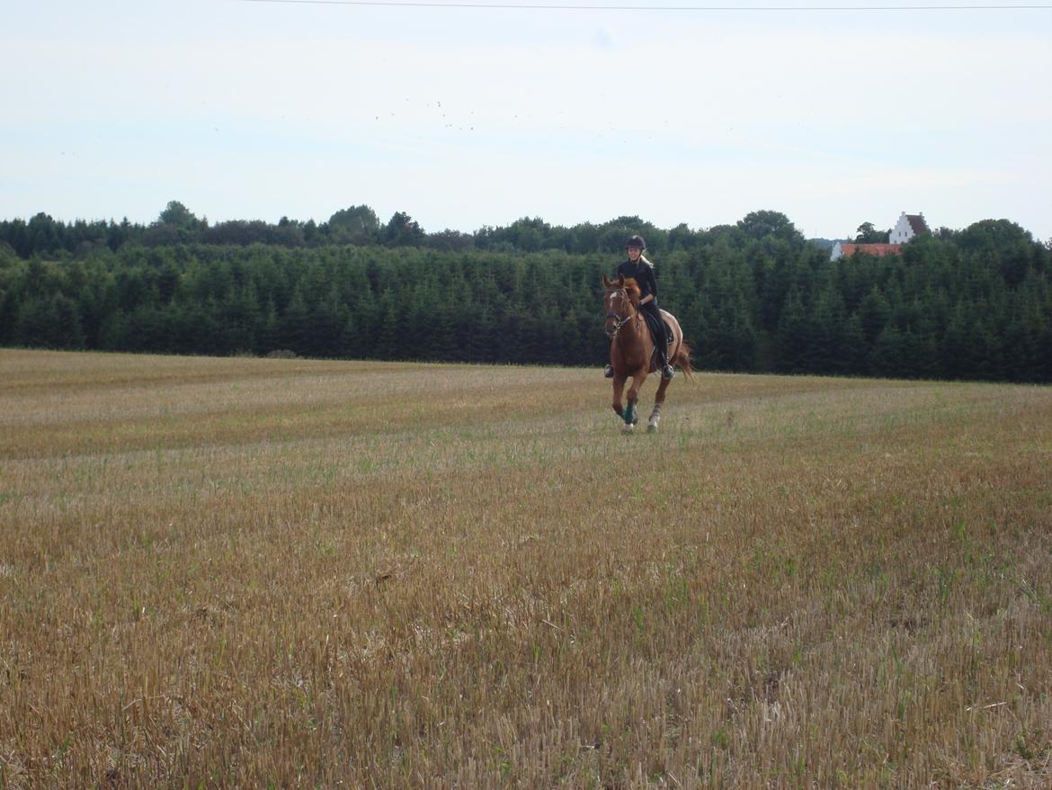 Dansk Varmblod Activ - wehu.. stubmarker! billede 16