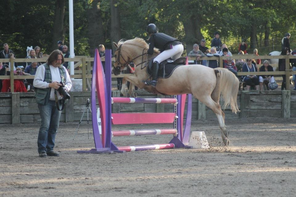 Palomino Tarzan <3 - Foto: Mia Tuls Justesen  billede 6
