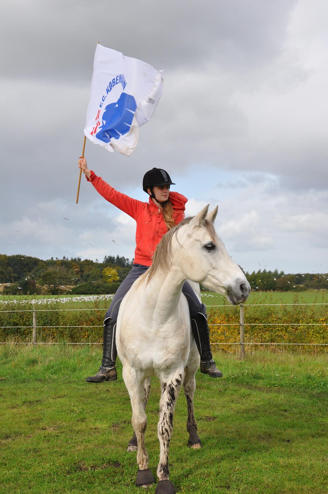 Arabisk fuldblod (OX) Wathana - "Smil kækt, sigt højt og fortryd intet - livet leves her og nu, så hvorfor lade det gå til spilde." billede 11