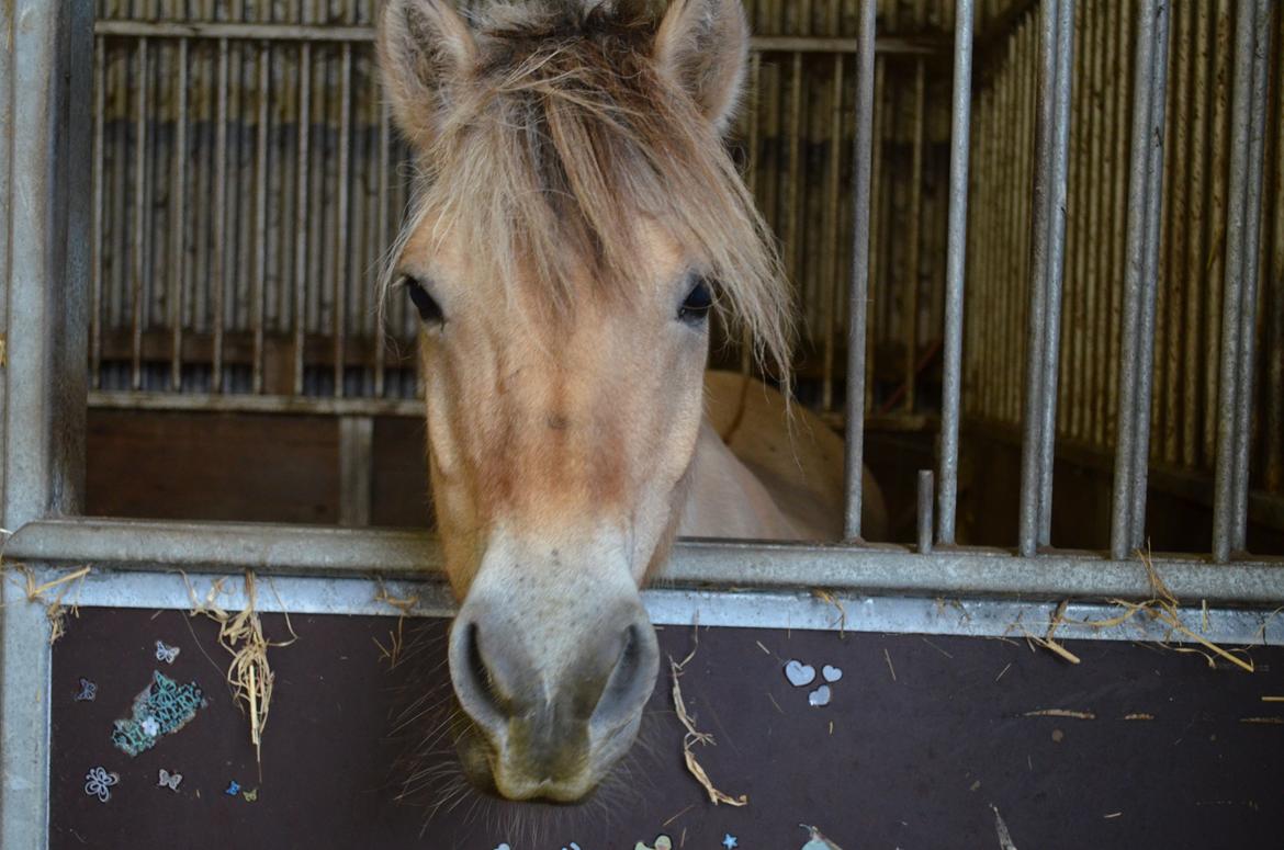 Fjordhest Slepnir billede 14