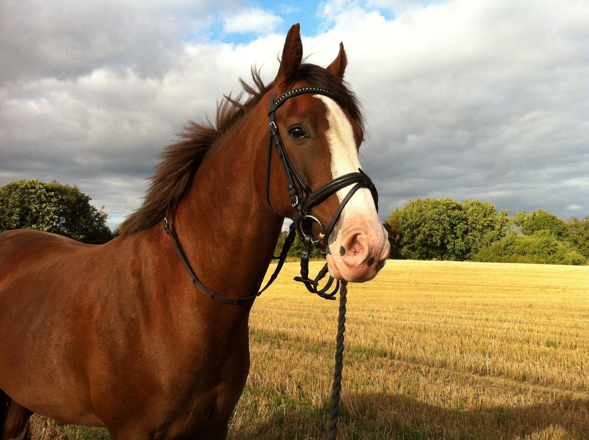 Anden særlig race Hedegårds My Precious - På eventyr på stubmark 2012
 billede 3