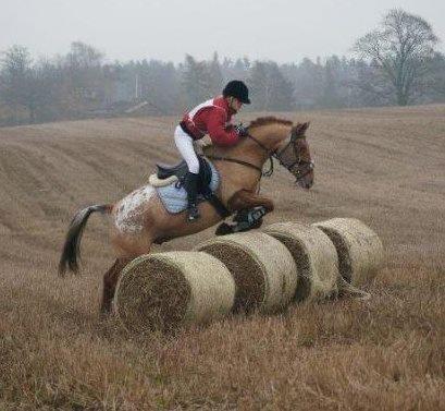 Knabstrupper Skovgårdens Rollo<3 (SOLGT) - Jagtpony!!!
 billede 20