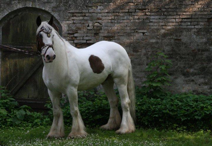 Drumhorse Sir Baron Baxter Bazz No. 1 - DRUM CERTIFIKAT billede 4