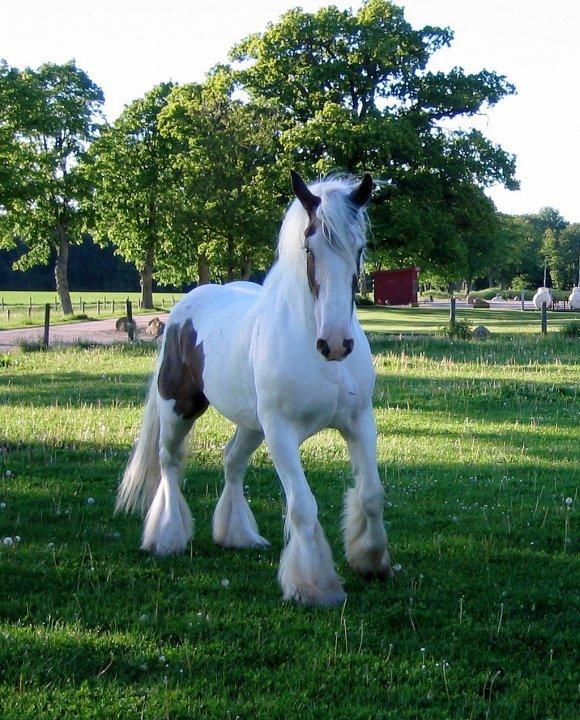 Drumhorse Sir Baron Baxter Bazz No. 1 - DRUM CERTIFIKAT billede 8