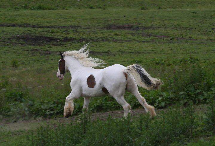 Drumhorse Sir Baron Baxter Bazz No. 1 - DRUM CERTIFIKAT billede 9