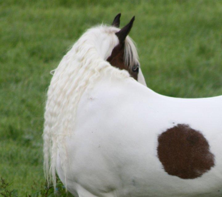 Drumhorse Sir Baron Baxter Bazz No. 1 - DRUM CERTIFIKAT billede 10