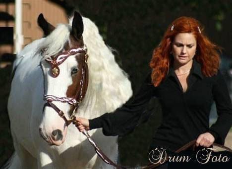Drumhorse Sir Baron Baxter Bazz No. 1 - DRUM CERTIFIKAT billede 11