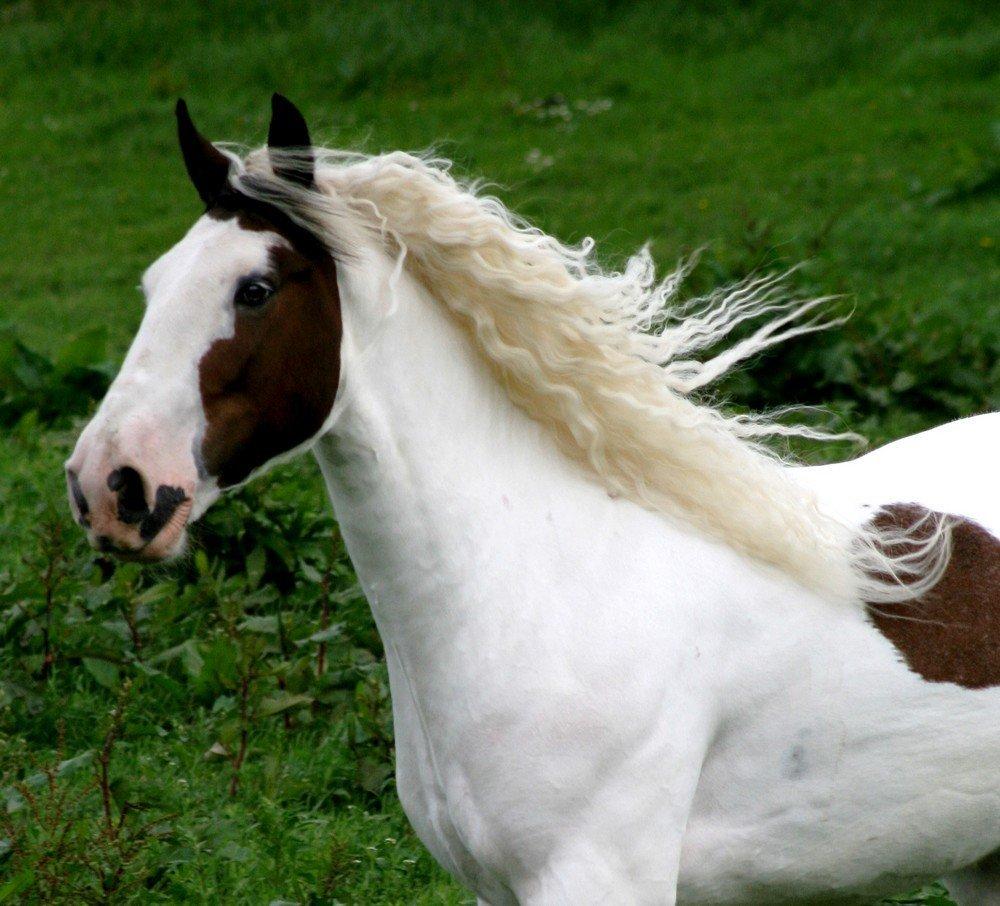 Drumhorse Sir Baron Baxter Bazz No. 1 - DRUM CERTIFIKAT billede 14