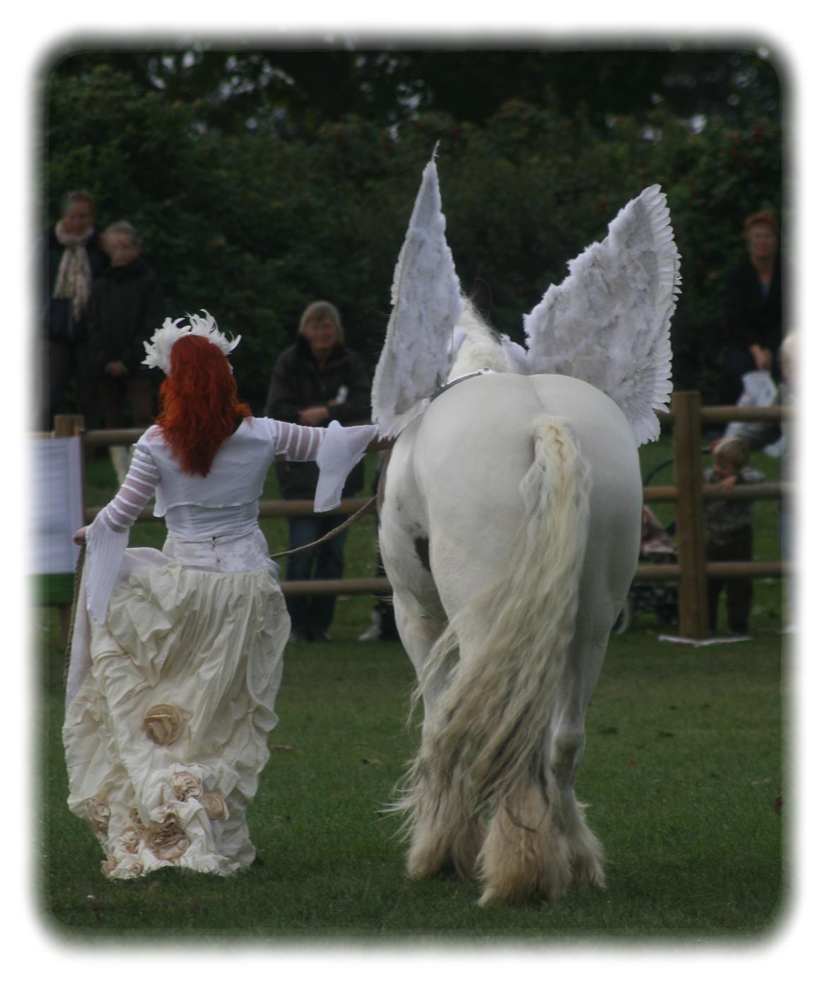 Drumhorse Sir Baron Baxter Bazz No. 1 - DRUM CERTIFIKAT billede 15