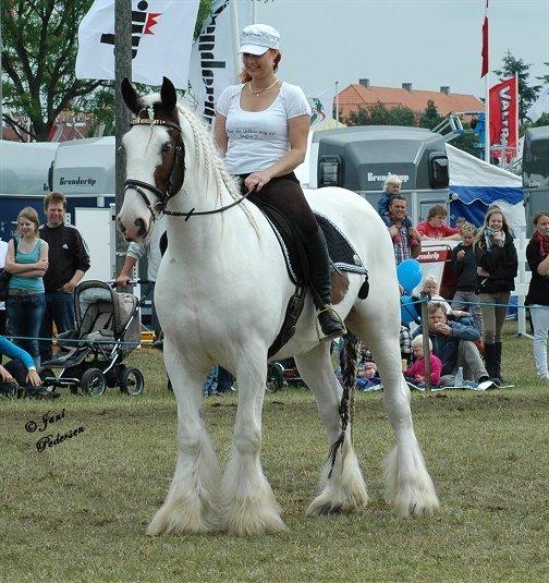 Drumhorse Sir Baron Baxter Bazz No. 1 - DRUM CERTIFIKAT billede 20
