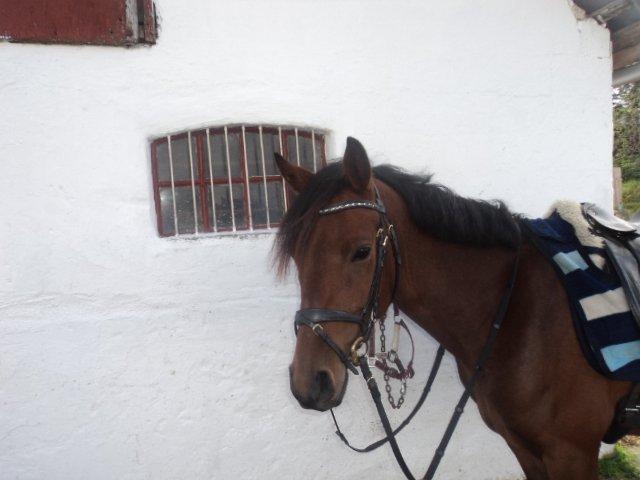 Anden særlig race LUNDGAARD'S COINTREAU - SOLGT - Cointreau<3. billede 2