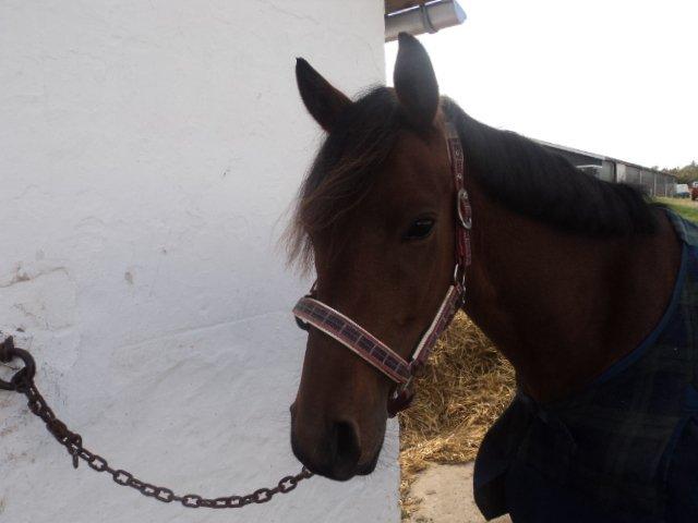 Anden særlig race LUNDGAARD'S COINTREAU - SOLGT - Cointreau<3. billede 5