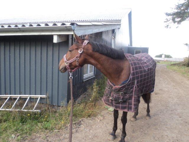 Anden særlig race LUNDGAARD'S COINTREAU - SOLGT - På vej på fold (-: billede 6