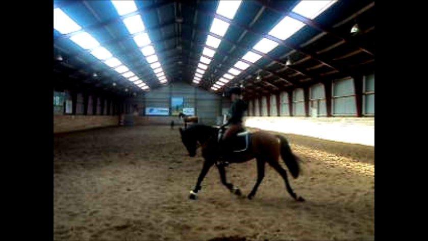 Anden særlig race LUNDGAARD'S COINTREAU - SOLGT - Trav (-: billede 7