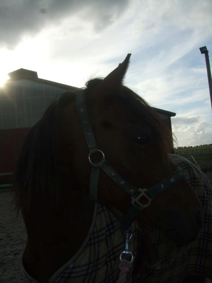 Anden særlig race LUNDGAARD'S COINTREAU - SOLGT billede 4