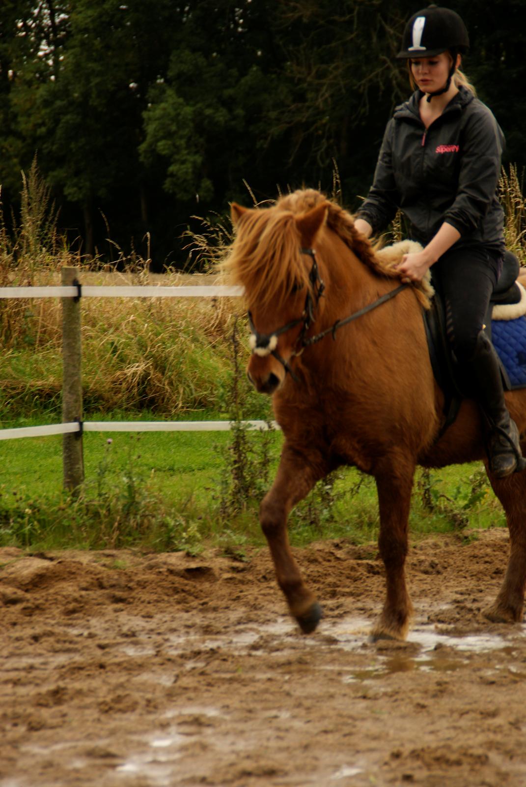 Islænder - ASI - Damp'dyret.<3 billede 20