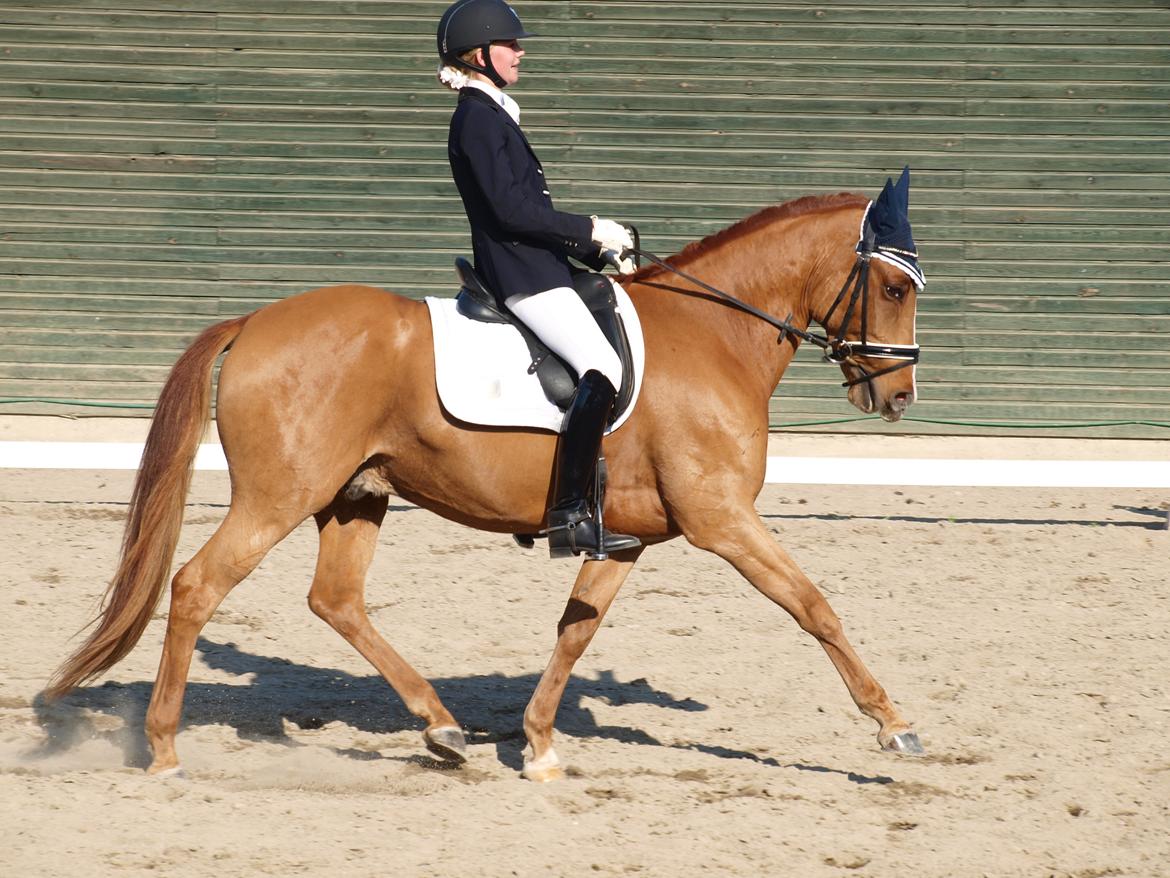 Tysk Sportspony Magic`s red diamond de luxe billede 14