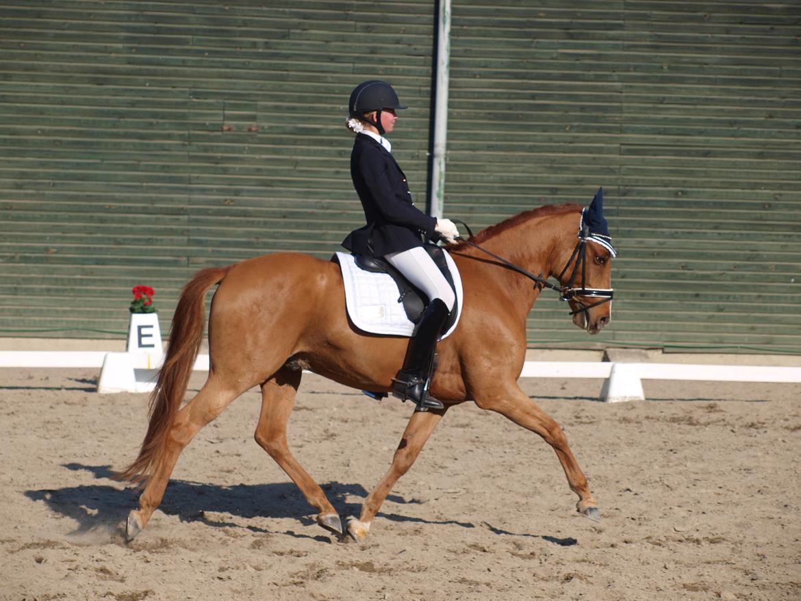 Tysk Sportspony Magic`s red diamond de luxe billede 17