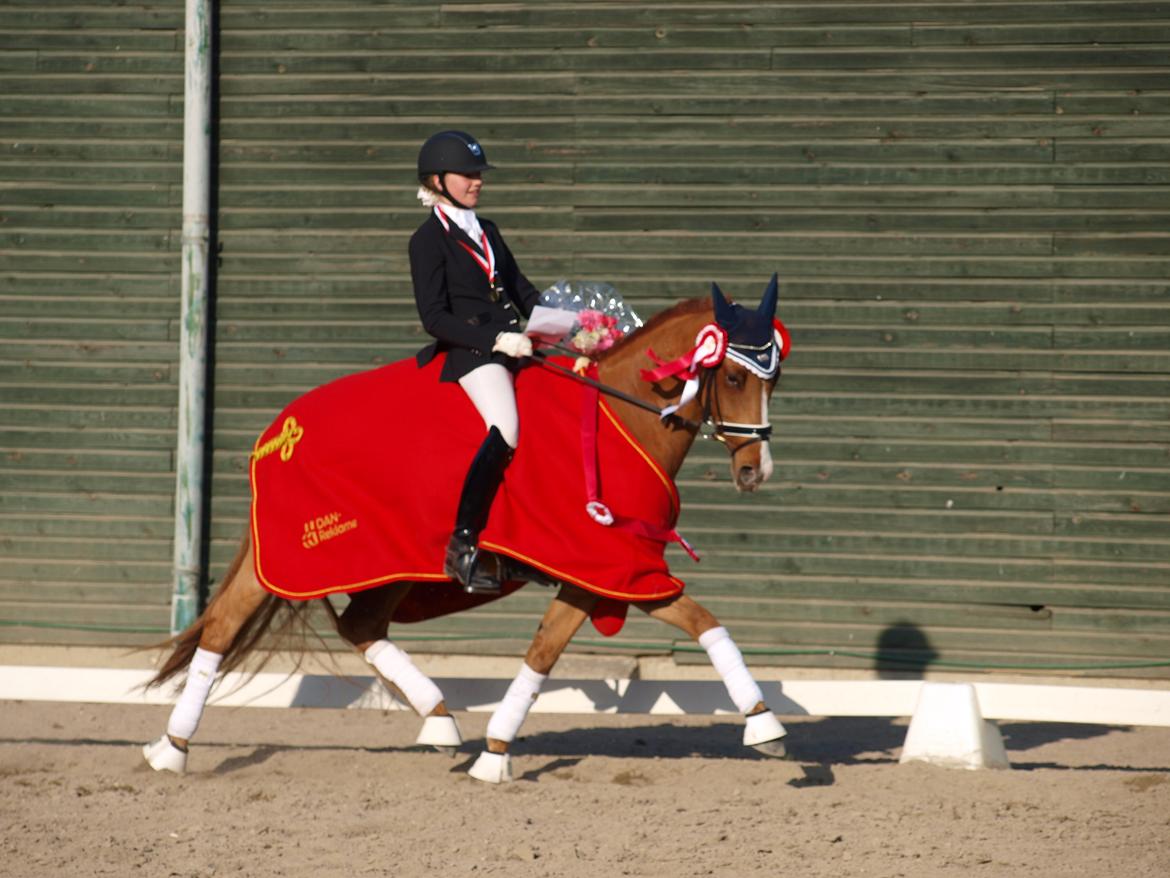 Tysk Sportspony Magic`s red diamond de luxe billede 18