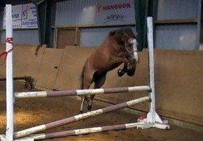 DSP Nørlunds Maggie Mae - #16 *NYT* sød pony viser lige verden at hun kan hoppe. :-) billede 16