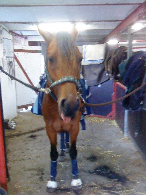 Anden særlig race LUNDGAARD'S COINTREAU - SOLGT - 1. tur på kong trøffel ;D billede 8