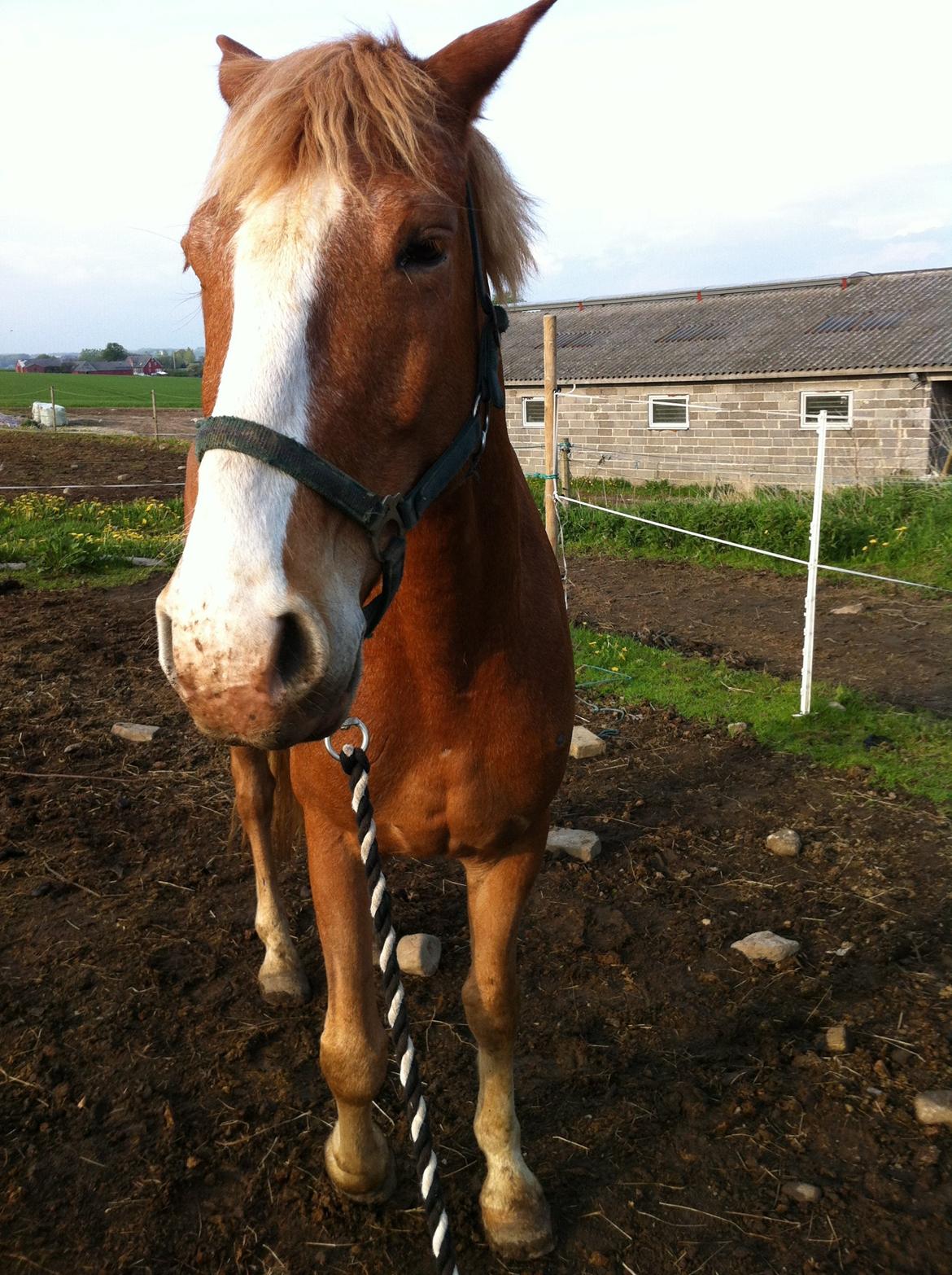 Anden særlig race Cabbano Sunlight (Rufus) billede 4