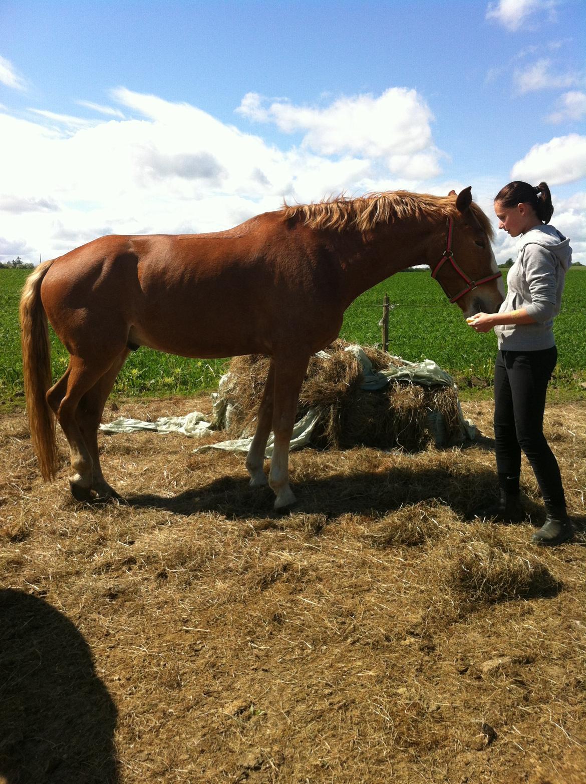 Anden særlig race Cabbano Sunlight (Rufus) billede 5