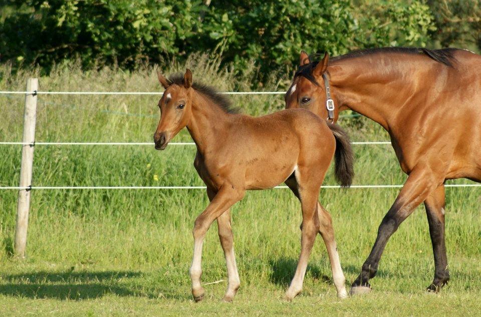 Dansk Varmblod Lucky Look billede 12