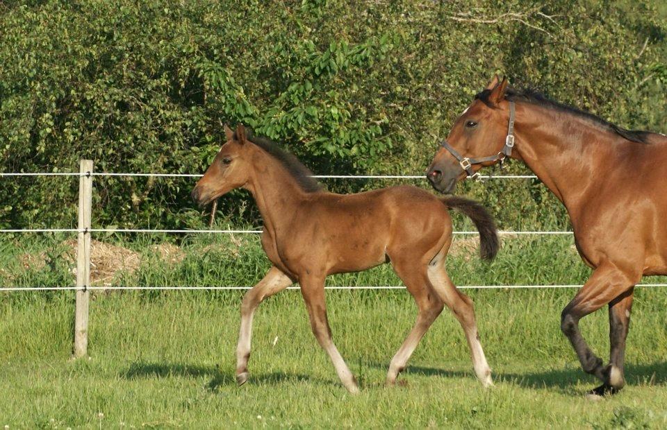 Dansk Varmblod Lucky Look billede 13