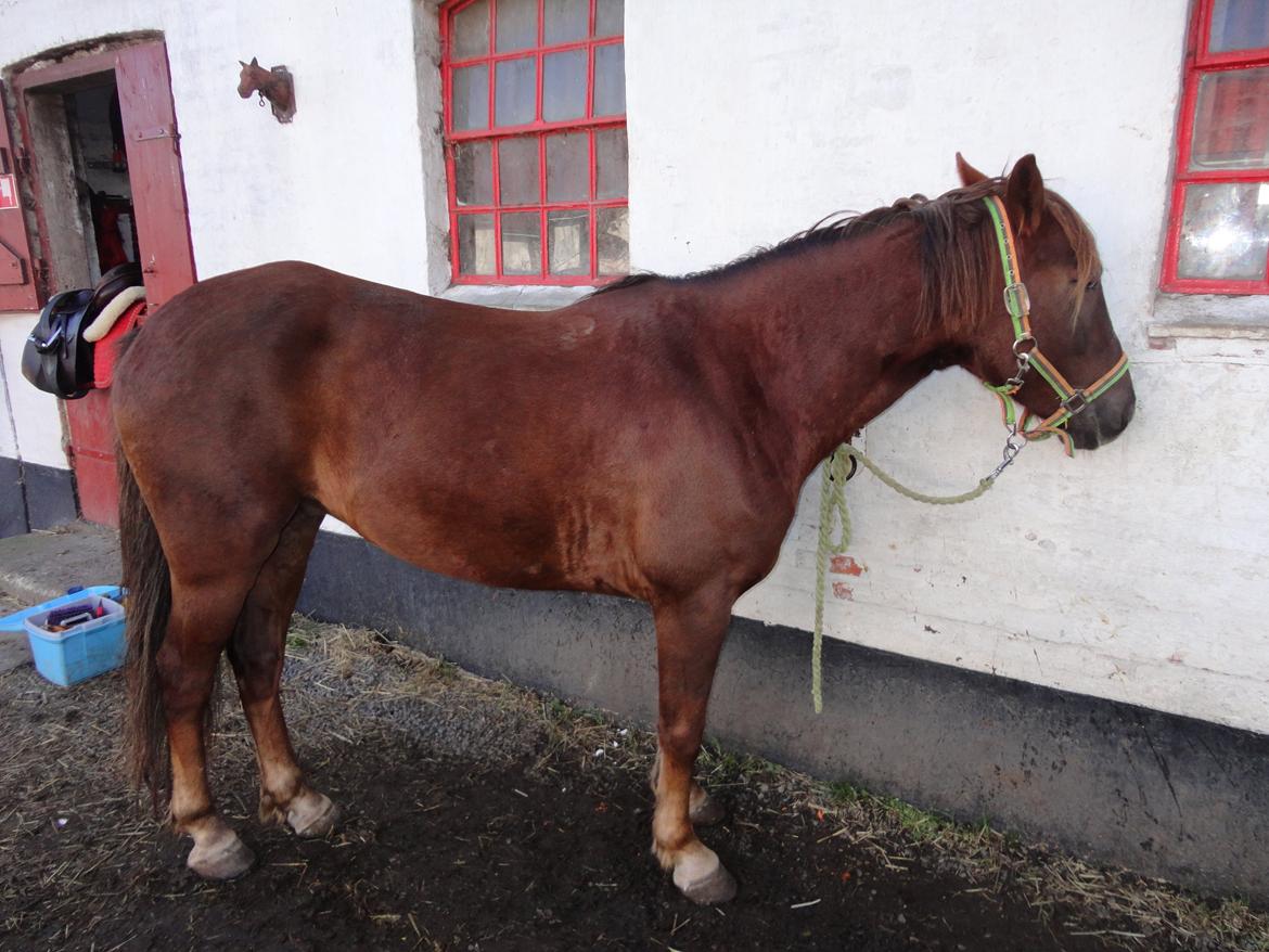 Anden særlig race Siegårds Achilleus billede 8