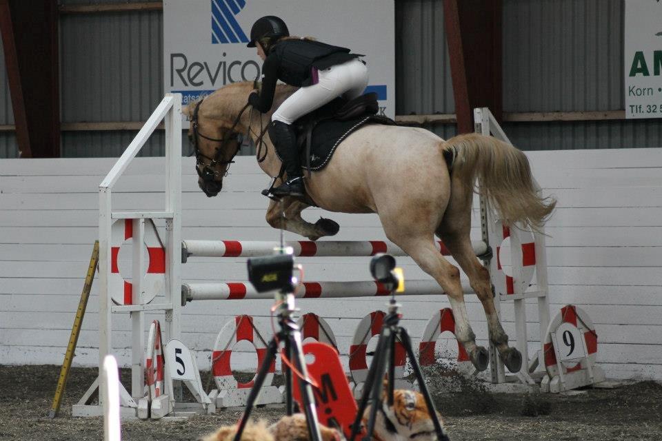 Palomino Tarzan <3 - Foto: Mia Tuls Justesen  billede 8