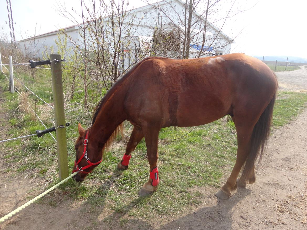 Anden særlig race Siegårds Achilleus - Græsser lidt med Achilleus <3 billede 5