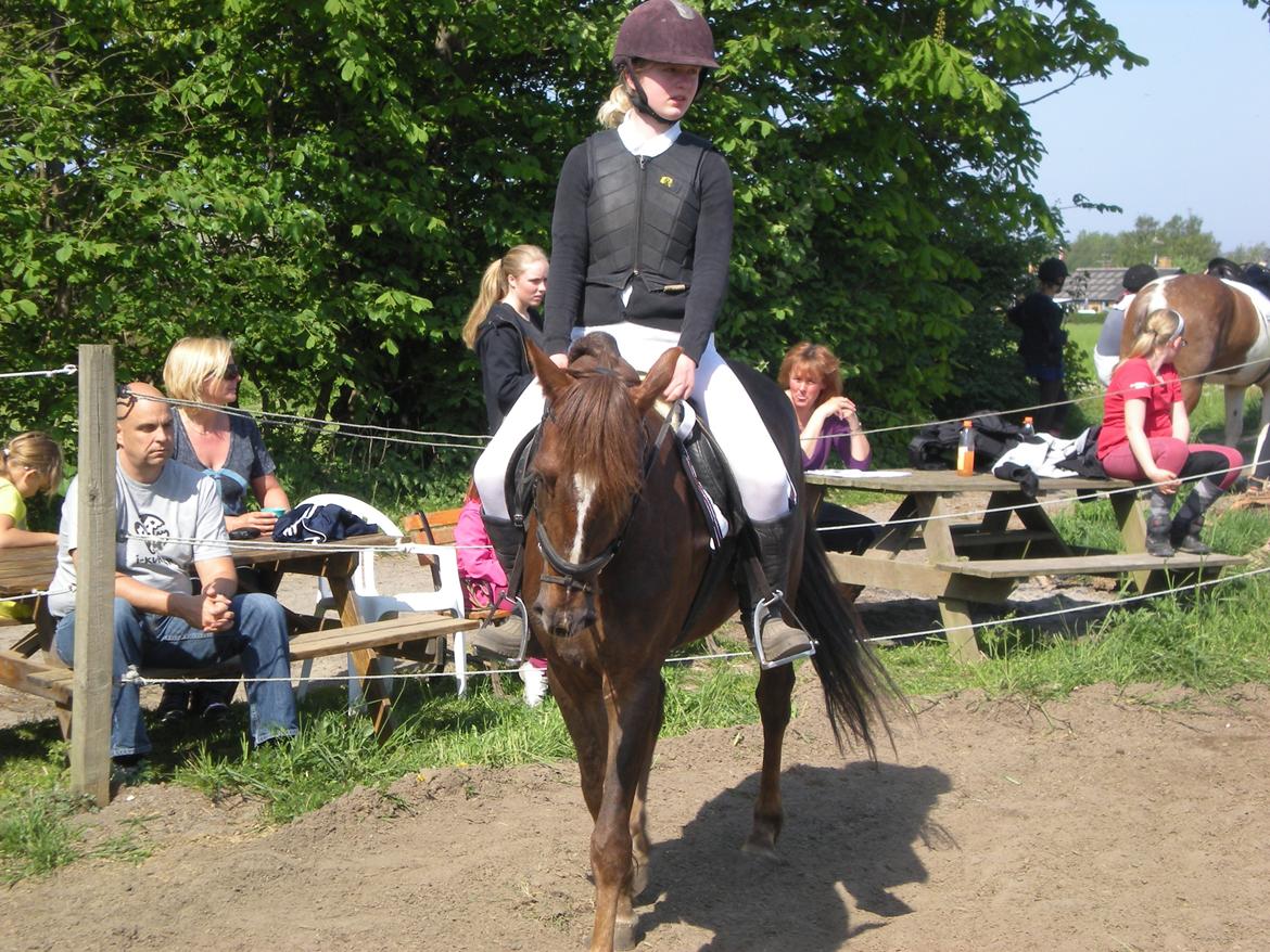 Anden særlig race Siegårds Achilleus - Dressurstævnet på Siegård. Opvarmning inden LD2. 2012 billede 12